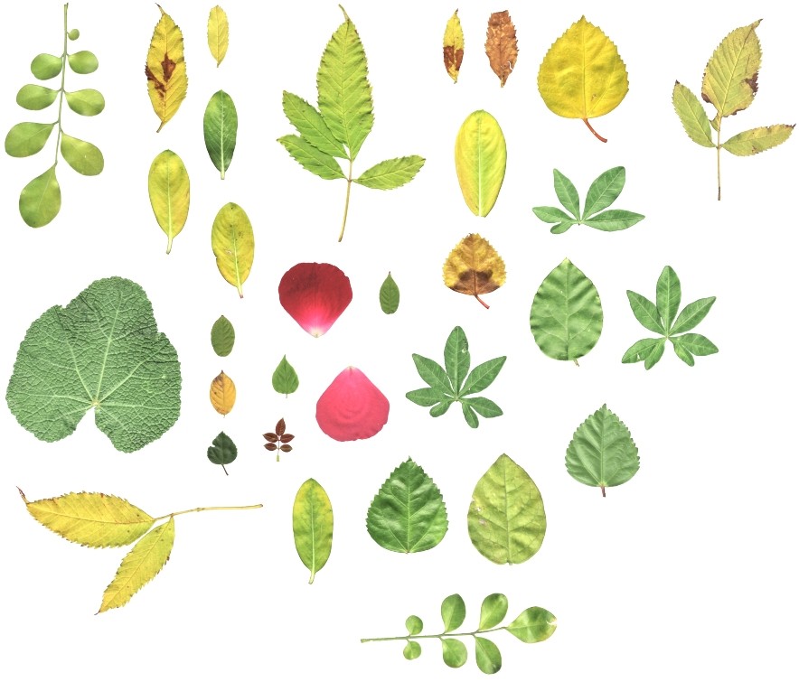 31 Leaf Textures with Normal Map preview image 1